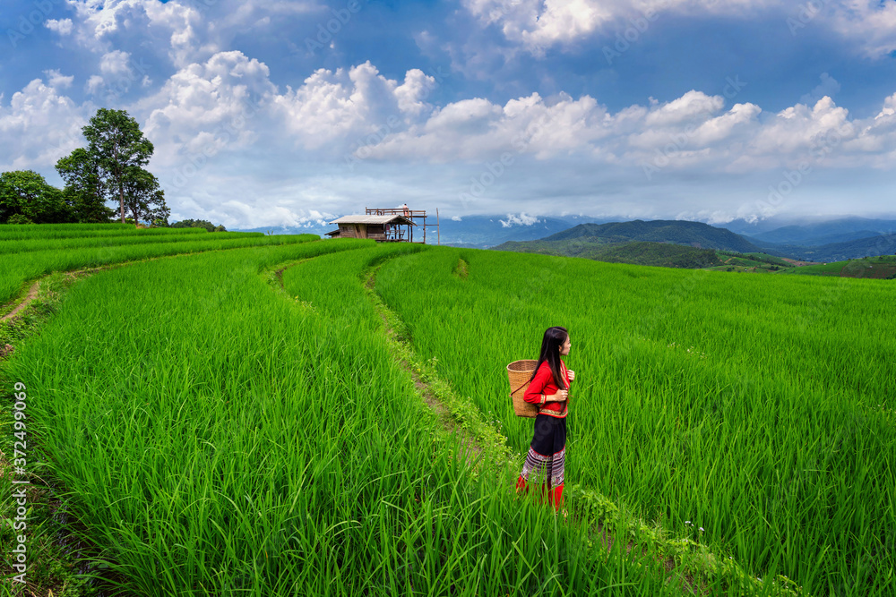 Asian woman wearing thai culture traditional at rice terrace of Ban pa bong piang in Chiang mai, Thailand. Asian woman wearing thai culture traditional at rice terrace of Ban pa bong piang in Chiang mai, Thailand.