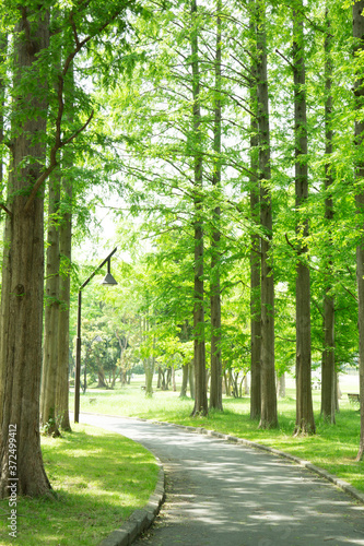 公園の緑道