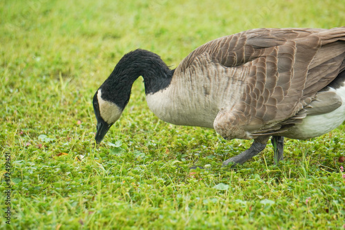 Canadian geese walking on the grassland