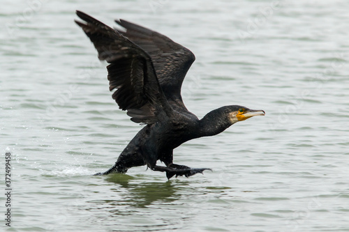 The great cormorant (Phalacrocorax carbo) taking off from the water in Estonian nature