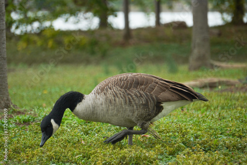  Canadian goose looking down for food