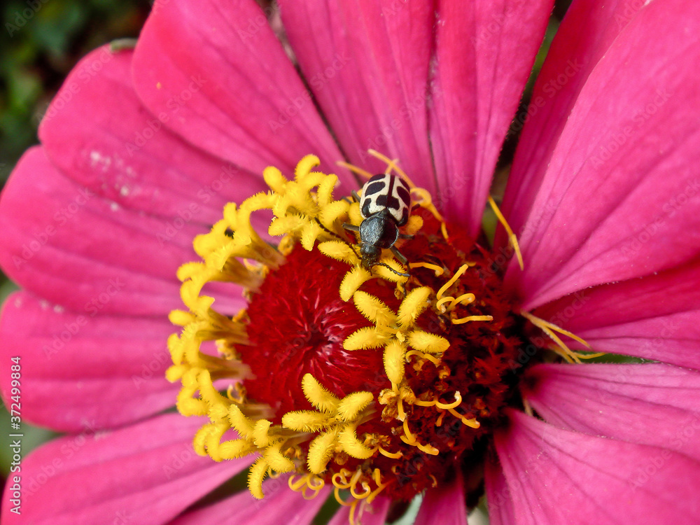 close up of a pink flower with bug close up of a pink flower with bug