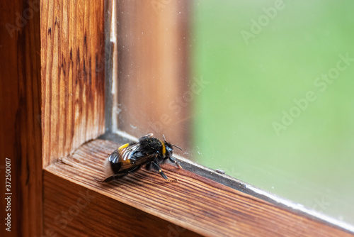 Bumblebee sitting on a wooden window frame