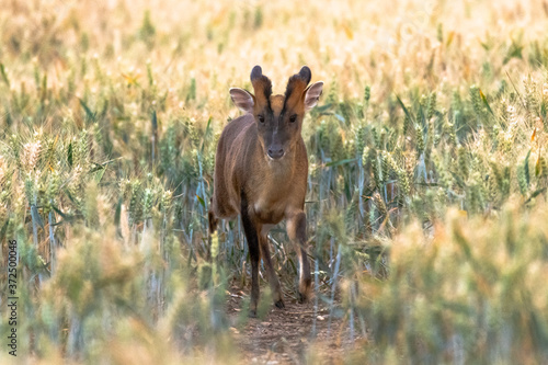 Muntjac deer on a path photo