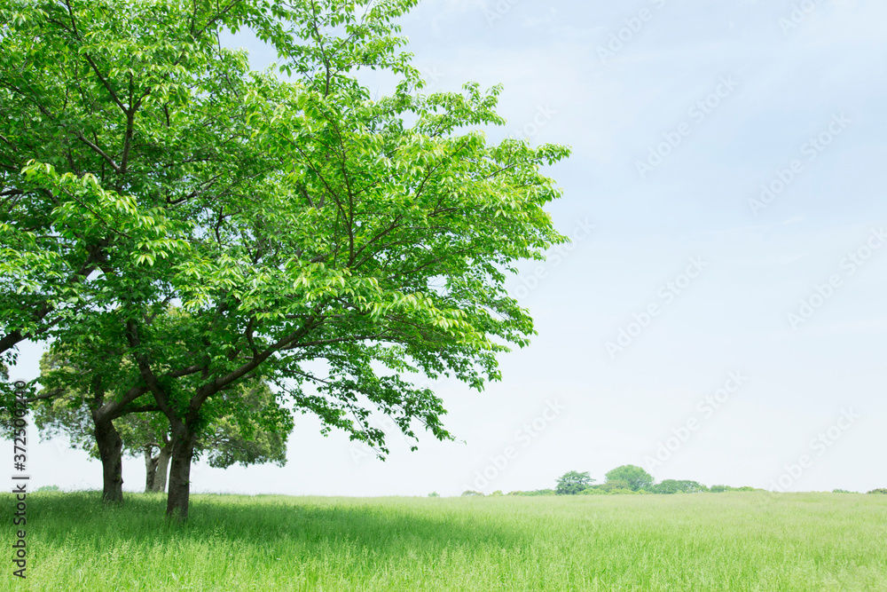 Fototapeta premium 草原