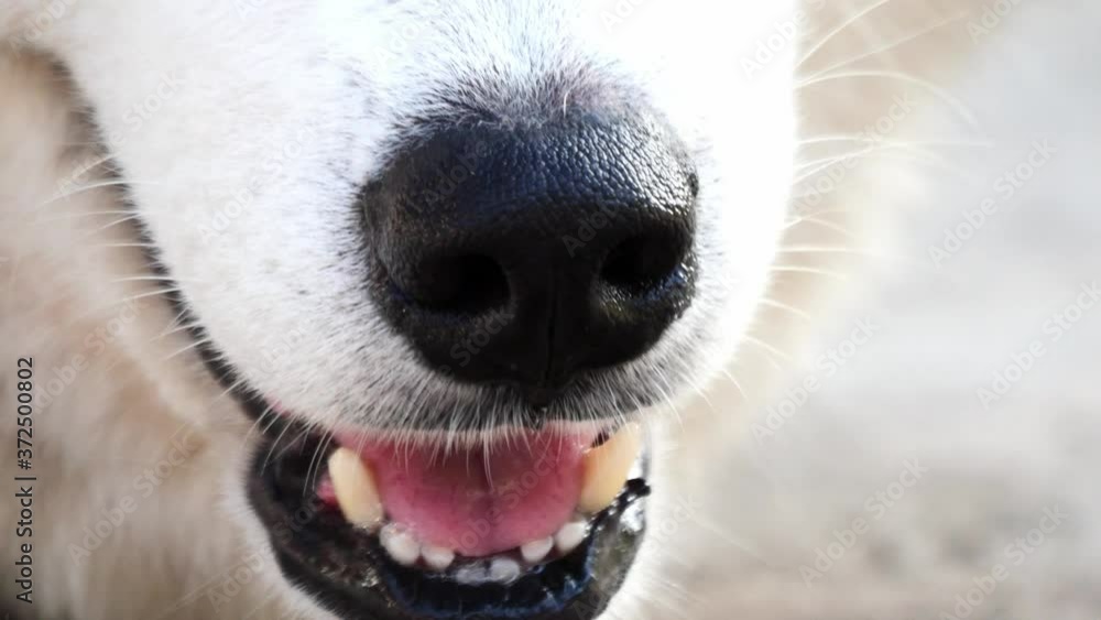 Close up Dog mouth Siberian Husky. Close up Dog mouth Siberian Husky.