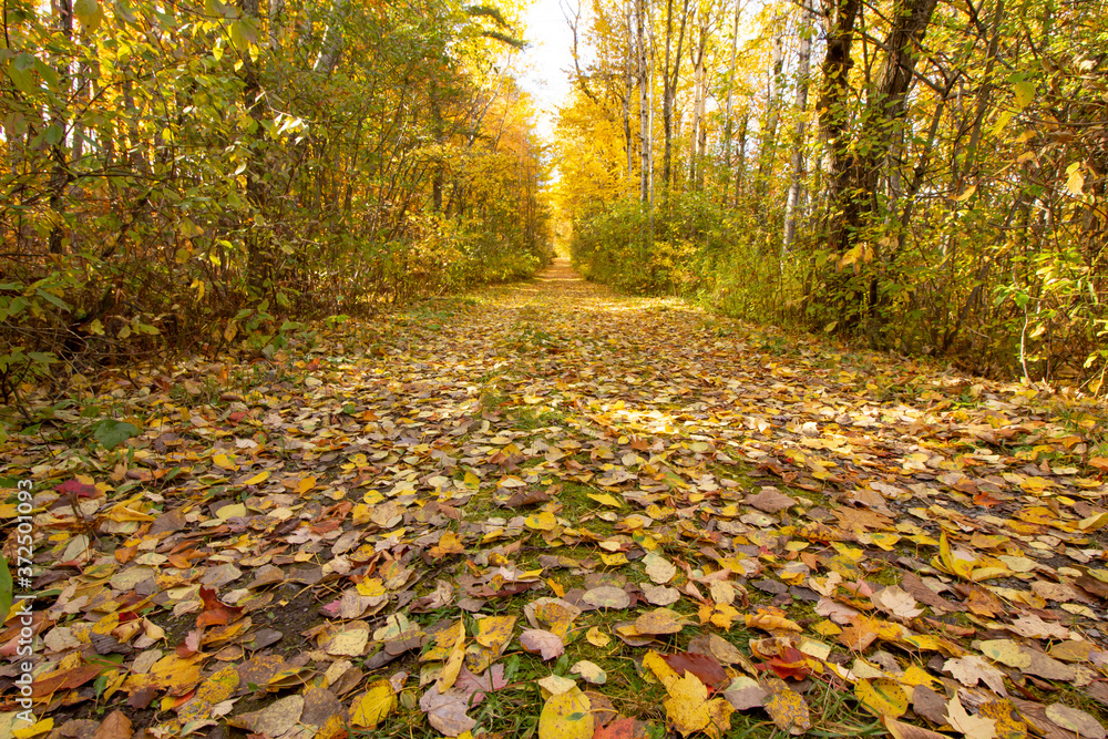 Golden Leaf Trail