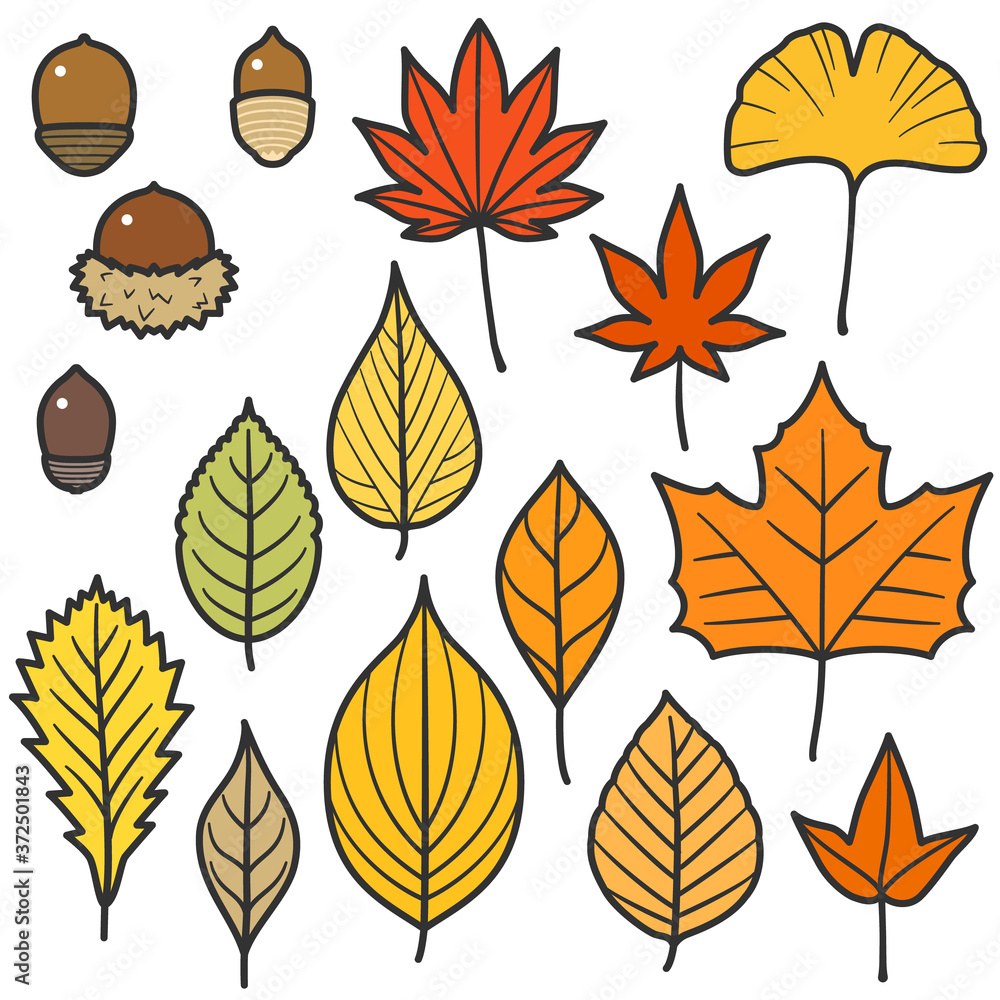 Obraz premium Autumn Leaves and Acorns Set / With Lines