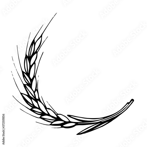 Hand drawn simple vector illustration in black outline. Wheat ears isolated on white background, cereals, organic plant cultivation, agricultural seasonal harvest. Food, bread, flour. For label, shop.