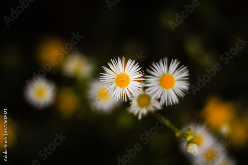 white daisies in a field