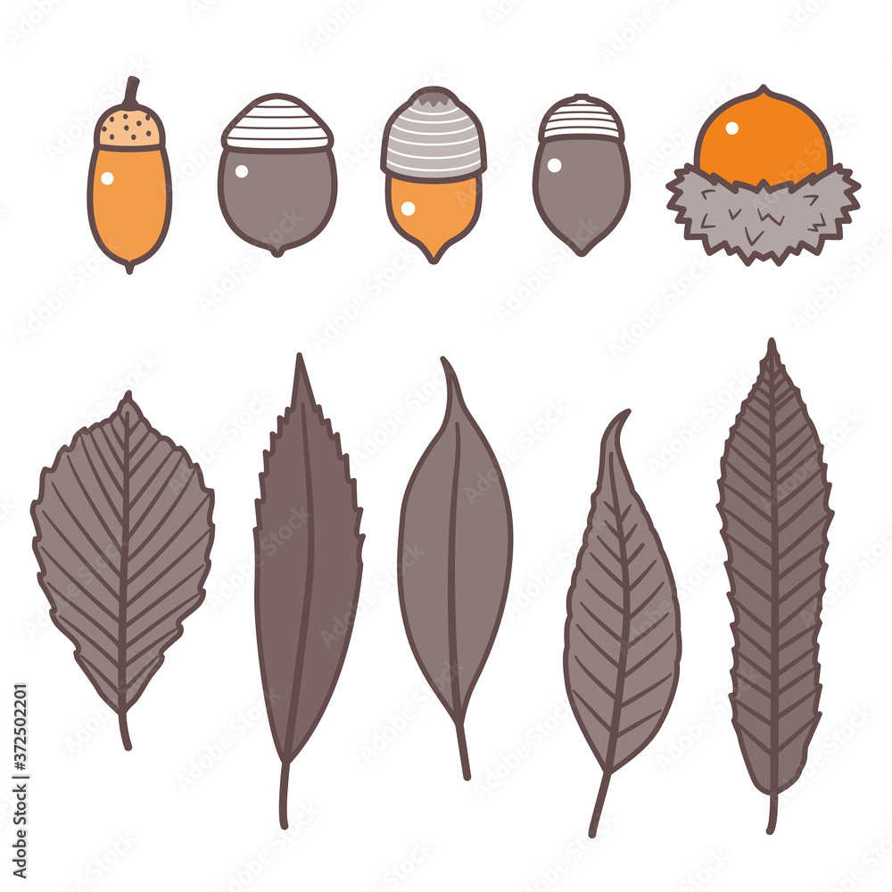 Acorn seed and leaf set/ Various Oak Seeds / 2 colors