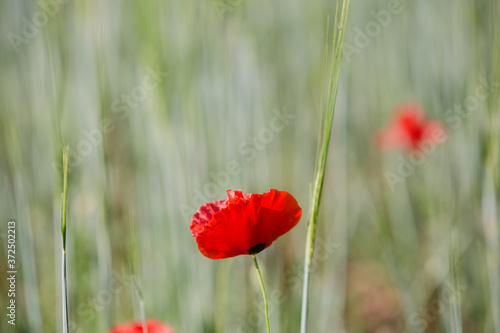 Beautiful field of red poppy flowers or papaver rhoeas poppies and green ears of wheat. Close up view of fire red flower