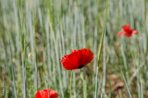 Beautiful field of red poppy flowers or papaver rhoeas poppies and green ears of wheat. Close up view of fire red flower
