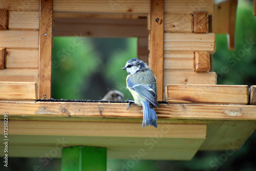 Blaumeise Jungvogel