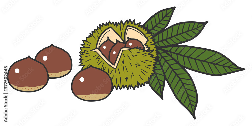 Chestnuts wrapped in moths and leaves / With Lines Chestnuts wrapped in moths and leaves / With Lines