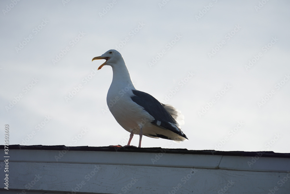 Fototapeta premium Seagull yelling on the roof