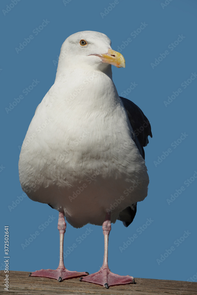 Obraz premium Seagulls stand there like guards