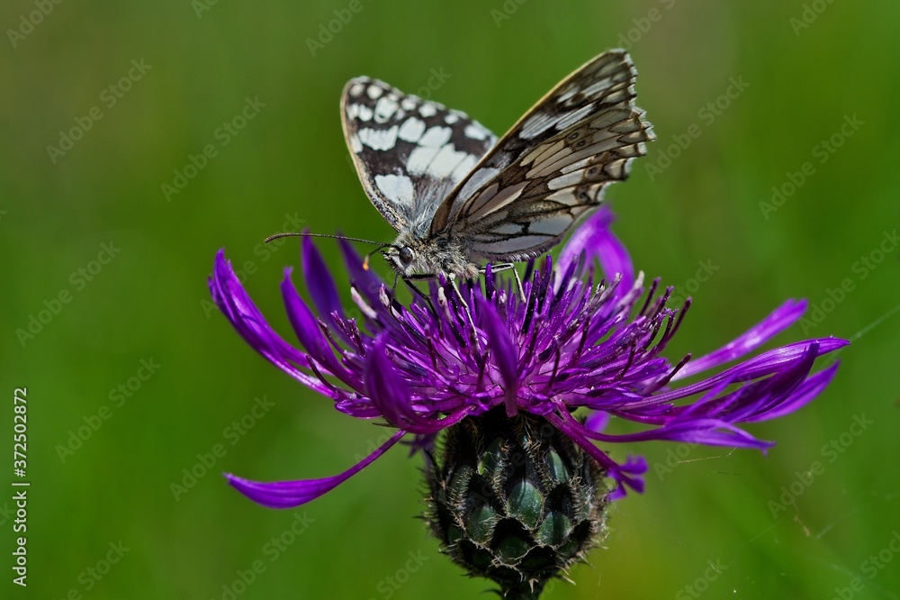 Obraz premium marbled white butterfly on thistle