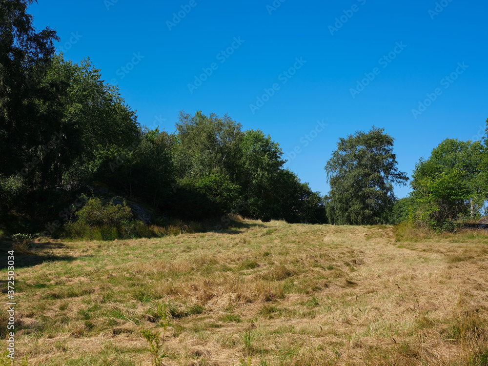 Pasture landscape with some trees in the background. Shot on a clear hot summers day with blue sky.