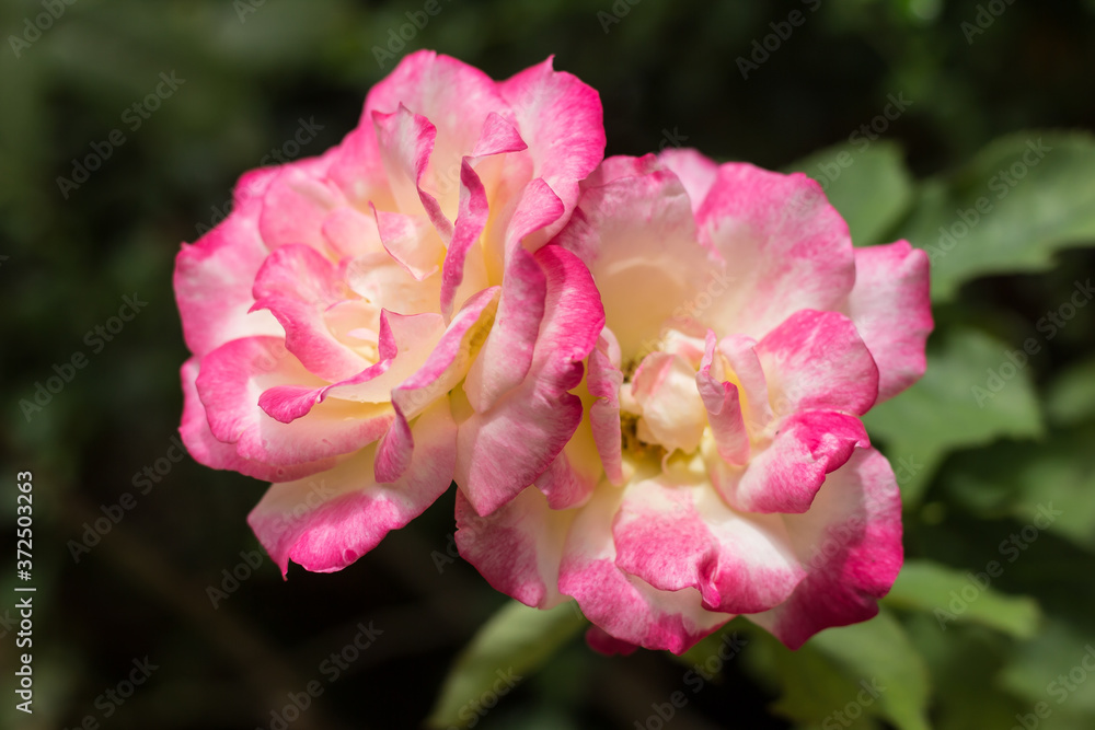 Pink and white rose flower Pink and white rose flower