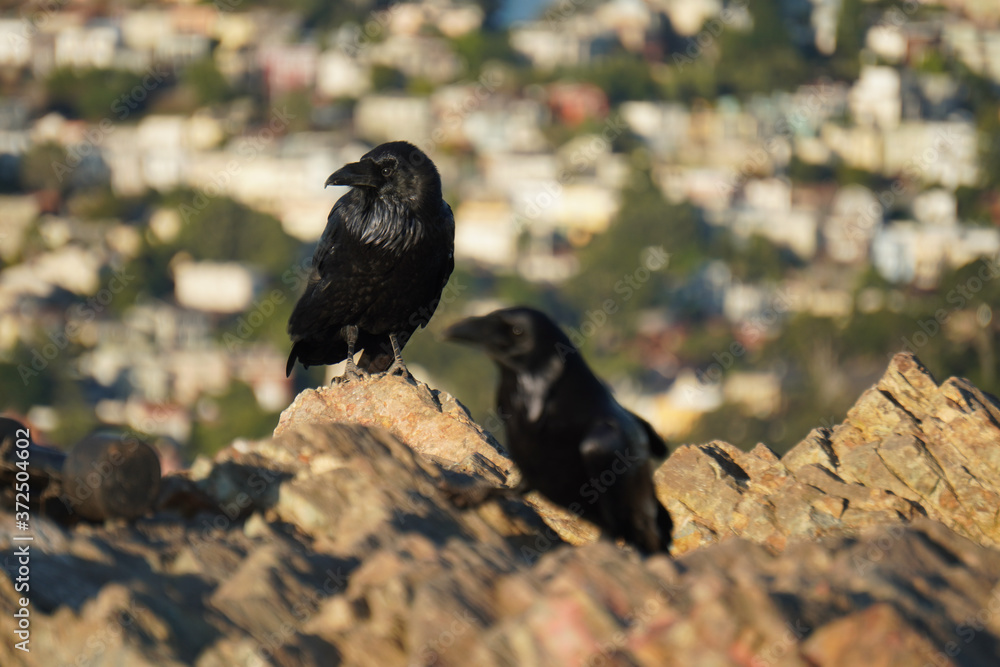Obraz premium Two black crows standing on the stone