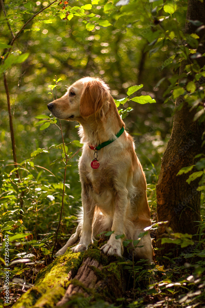 golden retriever dog in the forest golden retriever dog in the forest