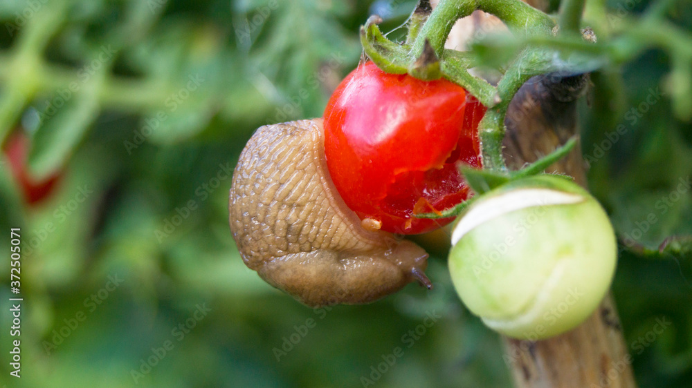 Φωτογραφία Slug eats tomato. Eating fruit.