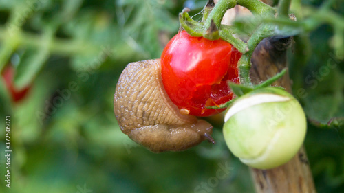 Εκτύπωση καμβά Slug eats tomato. Eating fruit.