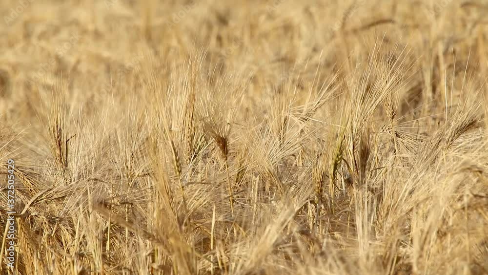 Gold wheat close-up with blurred field waving in wind background. Agriculture gather crops summer time macro Gold wheat close-up with blurred field waving in wind background. Agriculture gather crops summer time macro