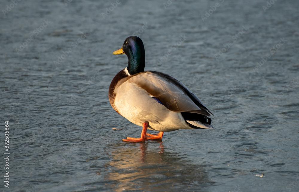 Ducks on the transparent ice of a frozen river on a frosty Sunny winter day. Ducks on the transparent ice of a frozen river on a frosty Sunny winter day.