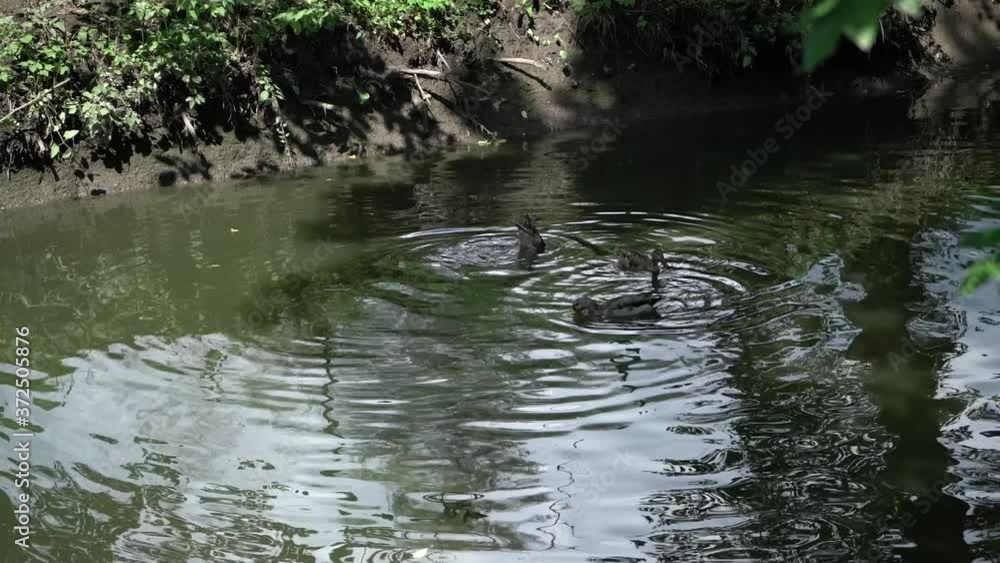 Ducks diving in the river Ducks diving in the river