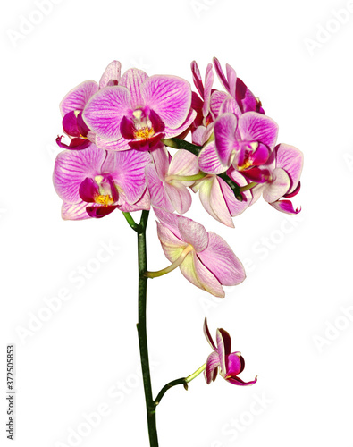 Beautiful pink orchid isolated on a white background