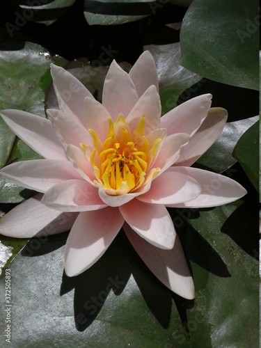 Blooming pink water lily on a background of green leaves