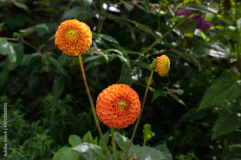 Orange dahlias blooming in the garden Orange dahlias blooming in the garden