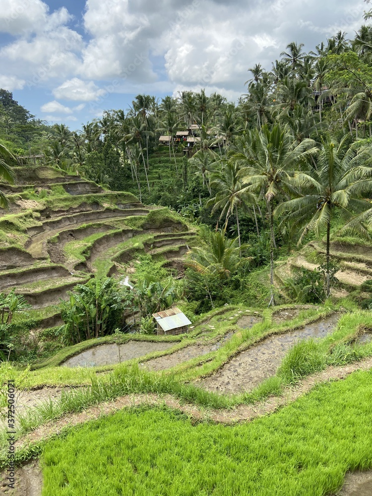 Rizière en terrasses à Bali, Indonésie