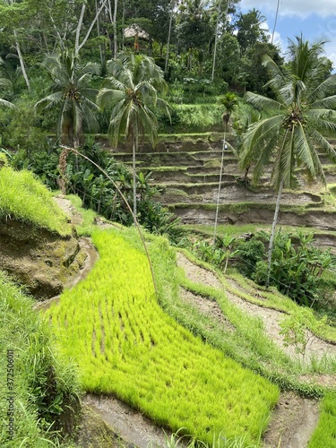 Rizière en terrasses à Bali, Indonésie photo