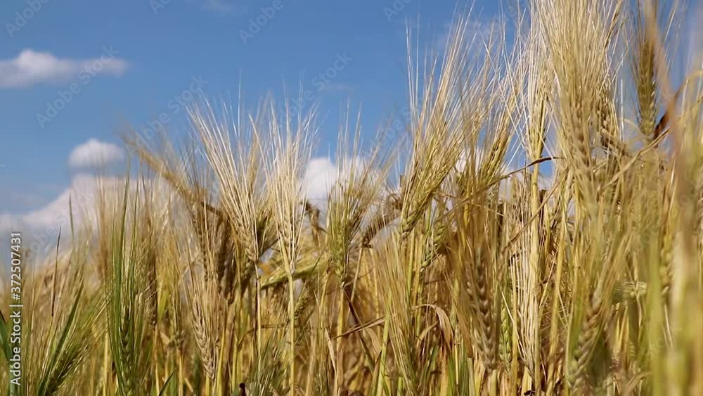 Sunny gold wheat straws cereal on blue sky close-up waving in wind. Agriculture gathering in crops summer time Sunny gold wheat straws cereal on blue sky close-up waving in wind. Agriculture gathering in crops summer time