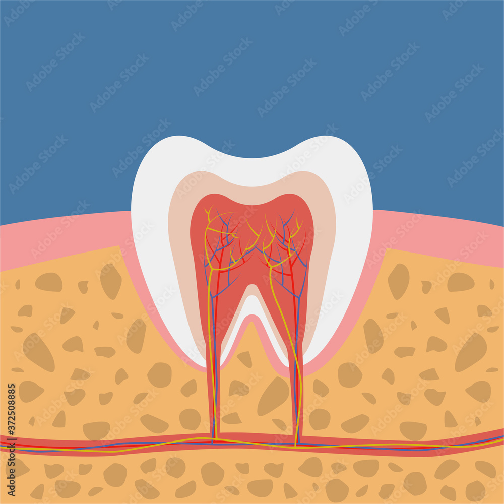 Vector illustration: the structure of tooth. Vector illustration: the structure of tooth.