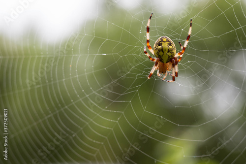 Close-up macro shot of a spider sitting in a web. Araneus marmoreus.