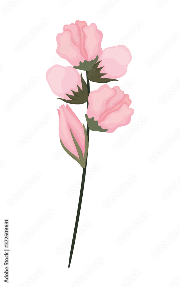Obraz premium pink buds flowers bouquet painting design, natural floral nature plant ornament garden decoration and botany theme Vector illustration