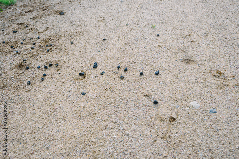 Hunting concept. Red deer traces on sand. Wild animal Hunting concept. Red deer traces on sand. Wild animal