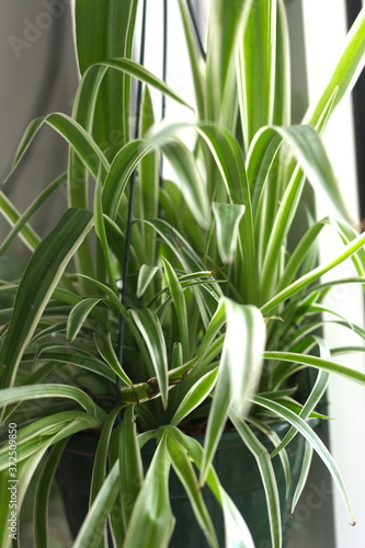 Variegated leaves of Chlorophytum comosum, a popular houseplant also known as spider plant