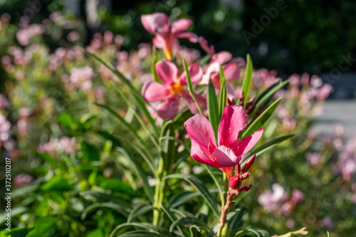 Close up of pink Oleander or Nerium oleander flower blossoming in the garden with blurred colorful background and copy space.