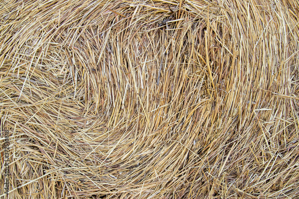 Straw. Background. Close-up. Mown, dry yellow grass. Straw. Background. Close-up. Mown, dry yellow grass.