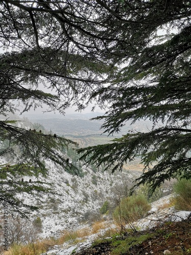 Shouf cedar trees