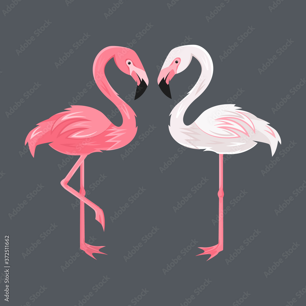 Obraz premium white and pink flamingos on a dark background, Exotic tropical birds characters. vector illustration