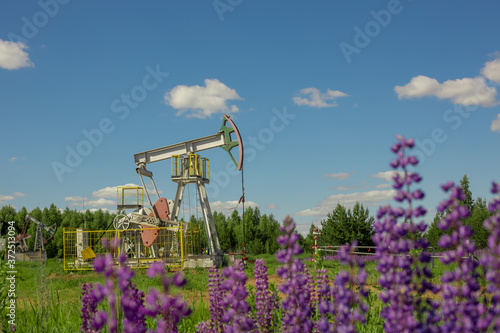 Oil pump, industrial equipment in a lupine field photo