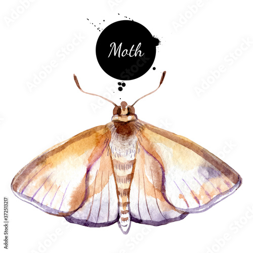 Watercolor moth butterfly illustration. Vector painted isolated Halloween insect element on white background
