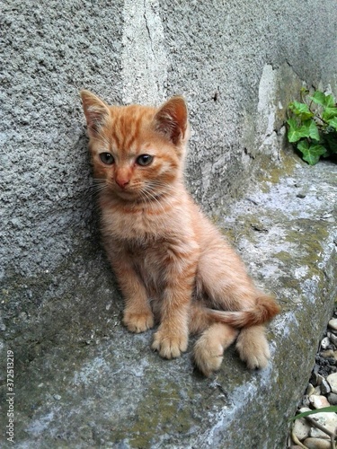red cat on the ground