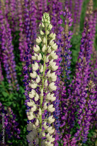 Lupine field with pink purple and blue flowers